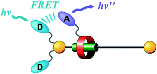 Graphical abstract: Fluorescence resonance energy transfer across a mechanical bond of a rotaxane