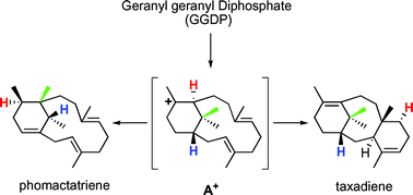 Graphical abstract: Proposed mechanism for diterpene synthases in the formation of phomactatriene and taxadiene