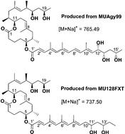 Graphical abstract: Structure elucidation of a novel family of mycolactone toxins from the frog pathogen Mycobacterium sp. MU128FXT by mass spectrometry
