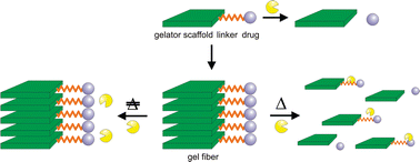 Graphical abstract: Two-stage enzyme mediated drug release from LMWG hydrogels