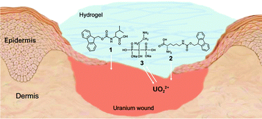 Graphical abstract: Self-assembly of small molecules affords multifunctional supramolecular hydrogels for topically treating simulated uranium wounds