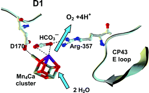 Graphical abstract: Mutagenesis of CP43-arginine-357 to serine reveals new evidence for (bi)carbonate functioning in the water oxidizing complex of Photosystem II