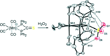 Graphical abstract: New approach to sulfonated diphosphine complexes: synthesis and amphoteric behaviour of zwitterionic [Mn+(CO4{(PPh2)2C(H)SO3−}]