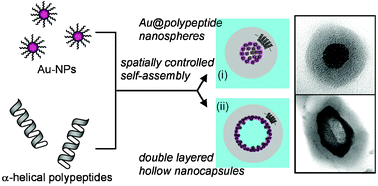 Graphical abstract: Spatially controlled self-assembly of gold nanoparticles encased in α-helical polypeptide nanospheres