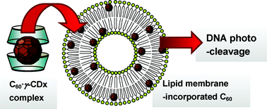 Graphical abstract: Efficient photocleavage of DNA utilising water-soluble lipid membrane-incorporated [60]fullerenes prepared using a [60]fullerene exchange method