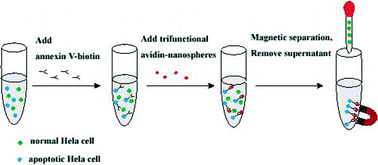 Graphical abstract: Biofunctionalization of fluorescent-magnetic-bifunctional nanospheres and their applications