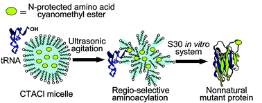 Graphical abstract: Simple and quick chemical aminoacylation of tRNA in cationic micellar solution under ultrasonic agitation
