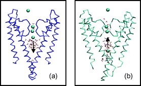 Graphical abstract: Role of water molecules in the KcsA protein channel by molecular dynamics calculations