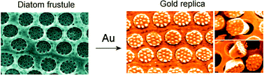 Graphical abstract: Complex gold nanostructures derived by templating from diatom frustules