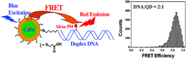 Graphical abstract: Fluorescence resonance energy transfer between a quantum dot donor and a dye acceptor attached to DNA