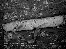 Graphical abstract: Titanium biomaterials: titania needles in the test of the foraminiferan Bathysiphon argenteus