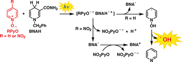 Graphical abstract: Hydroxyl radical generation via photoreduction of a simple pyridine N-oxide by an NADH analogue