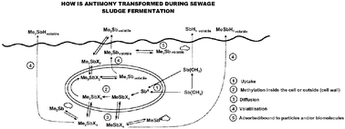 Graphical abstract: Investigation into antimony mobility in sewage sludge fermentation