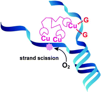 Graphical abstract: Recognition of guanines at a double helix–coil junction in DNA by a trinuclear copper complex