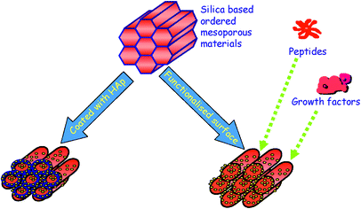Graphical abstract: Revisiting silica based ordered mesoporous materials: medical applications