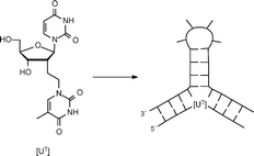 Graphical abstract: Stabilisation of nucleic acid secondary structures by oligonucleotides with an additional nucleobase; synthesis and incorporation of 2′-deoxy-2′-C-(2-(thymine-1-yl)ethyl)uridine