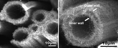 Graphical abstract: Water-assisted fabrication of aligned microsized carbon tubes made of self-assembled multi-wall carbon nanotubes