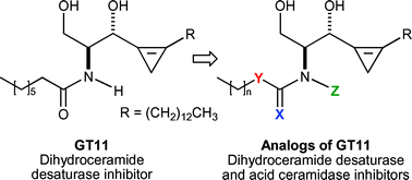 Graphical abstract: Analogs of the dihydroceramide desaturase inhibitor GT11 modified at the amide function: synthesis and biological activities