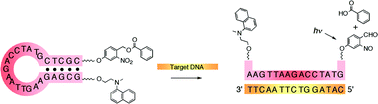 Graphical abstract: Modulated drug release from the stem-and-loop structured oligodeoxynucleotide upon UV-A irradiation in the presence of target DNA