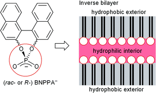 Graphical abstract: Hydrophilic interior between hydrophobic regions in inverse bilayer structures of cation–1,1′-binaphthalene-2,2′-diyl phosphate salts