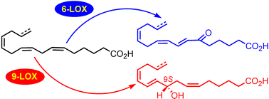 Graphical abstract: New C16 fatty-acid-based oxylipin pathway in the marine diatom Thalassiosira rotula