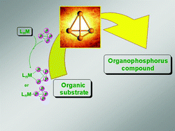 Graphical abstract: Coordination chemistry and functionalization of white phosphorus via transition metal complexes
