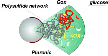 Graphical abstract: Glucose sensitivity through oxidation responsiveness. An example of cascade-responsive nano-sensors