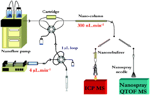 Graphical abstract: Selenopeptide mapping in a selenium–yeast protein digest by parallel nanoHPLC-ICP-MS and nanoHPLC-electrospray-MS/MS after on-line preconcentration