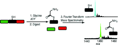 Graphical abstract: Dissecting non-ribosomal and polyketide biosynthetic machineries using electrospray ionization Fourier-Transform mass spectrometry