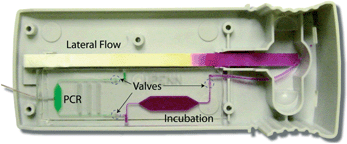 Graphical abstract: A disposable microfluidic cassette for DNA amplification and detection