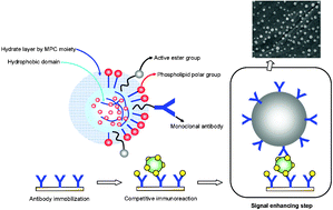 Graphical abstract: Piezoelectric immunosensor for bisphenol A based on signal enhancing step with 2-methacrolyloxyethyl phosphorylcholine polymeric nanoparticle