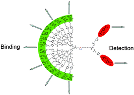 Graphical abstract: Multivalent, bifunctional dendrimers prepared by click chemistry