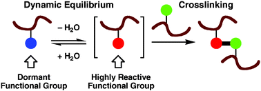Graphical abstract: Latent reactive groups unveiled through equilibrium dynamics and exemplified in crosslinking during film formation from aqueous polymer colloids