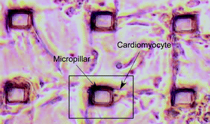 Graphical abstract: Demonstration of a PDMS-based bio-microactuator using cultured cardiomyocytes to drive polymer micropillars