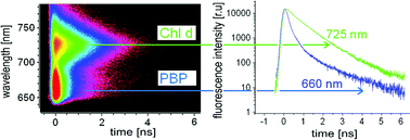 Graphical abstract: Excitation energy transfer from phycobiliprotein to chlorophyll d in intact cells of Acaryochloris marina studied by time- and wavelength-resolved fluorescence spectroscopy