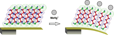 Graphical abstract: 1,6-Hexanedithiol monolayer as a receptor for specific recognition of alkylmercury
