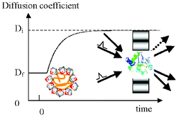Graphical abstract: Diffusion coefficients as a monitor of reaction kinetics of biological molecules