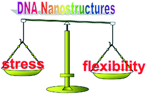 Graphical abstract: Balancing flexibility and stress in DNA nanostructures