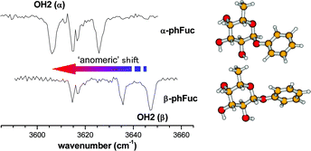 Graphical abstract: Spectral signatures and structural motifs in isolated and hydrated monosaccharides: phenyl α- and β-l-fucopyranoside
