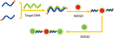Graphical abstract: Homogenous rapid detection of nucleic acids using two-color quantum dots