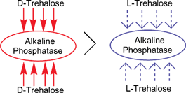 Graphical abstract: Non-equivalence of d- and l-trehalose in stabilising alkaline phosphatase against freeze-drying and thermal stress. Is chiral recognition involved?
