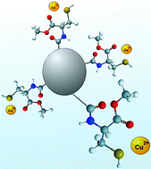 Graphical abstract: The thermodynamics of sequestration of toxic copper(ii) metal ion pollutants from aqueous media by l-cysteine methyl ester modified glassy carbon spheres
