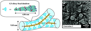 Graphical abstract: Dendritic nano- and microhydrogels fabricated by triethoxysilyl focal dendrons