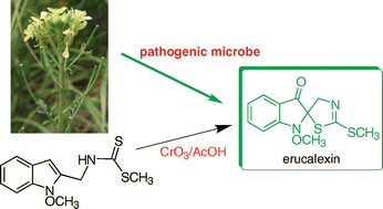 Graphical abstract: Unprecedented chemical structure and biomimetic synthesis of erucalexin, a phytoalexin from the wild crucifer Erucastrum gallicum