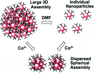 Graphical abstract: From large 3D assembly to highly dispersed spherical assembly: weak and strong coordination mediated self-aggregation of Au colloids