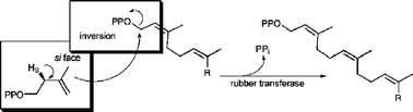 Graphical abstract: Incorporation of deuterium-labelled analogs of isopentenyl diphosphate for the elucidation of the stereochemistry of rubber biosynthesis