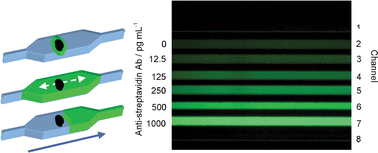 Graphical abstract: Enzymatically-generated fluorescent detection in micro-channels with internal magnetic mixing for the development of parallel microfluidic ELISA
