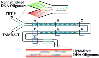 Graphical abstract: Fast and sensitive analysis of DNA hybridization in a PDMS micro-fluidic channel using fluorescence resonance energy transfer