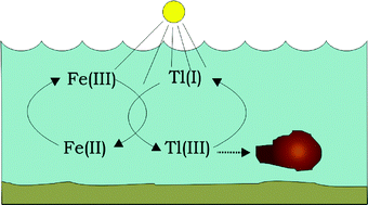 Graphical abstract: The effect of light and iron(ii)/iron(iii) on the distribution of Tl(i)/Tl(iii) in fresh water systems