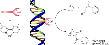 Graphical abstract: Highly enantioselective DNA-based catalysis